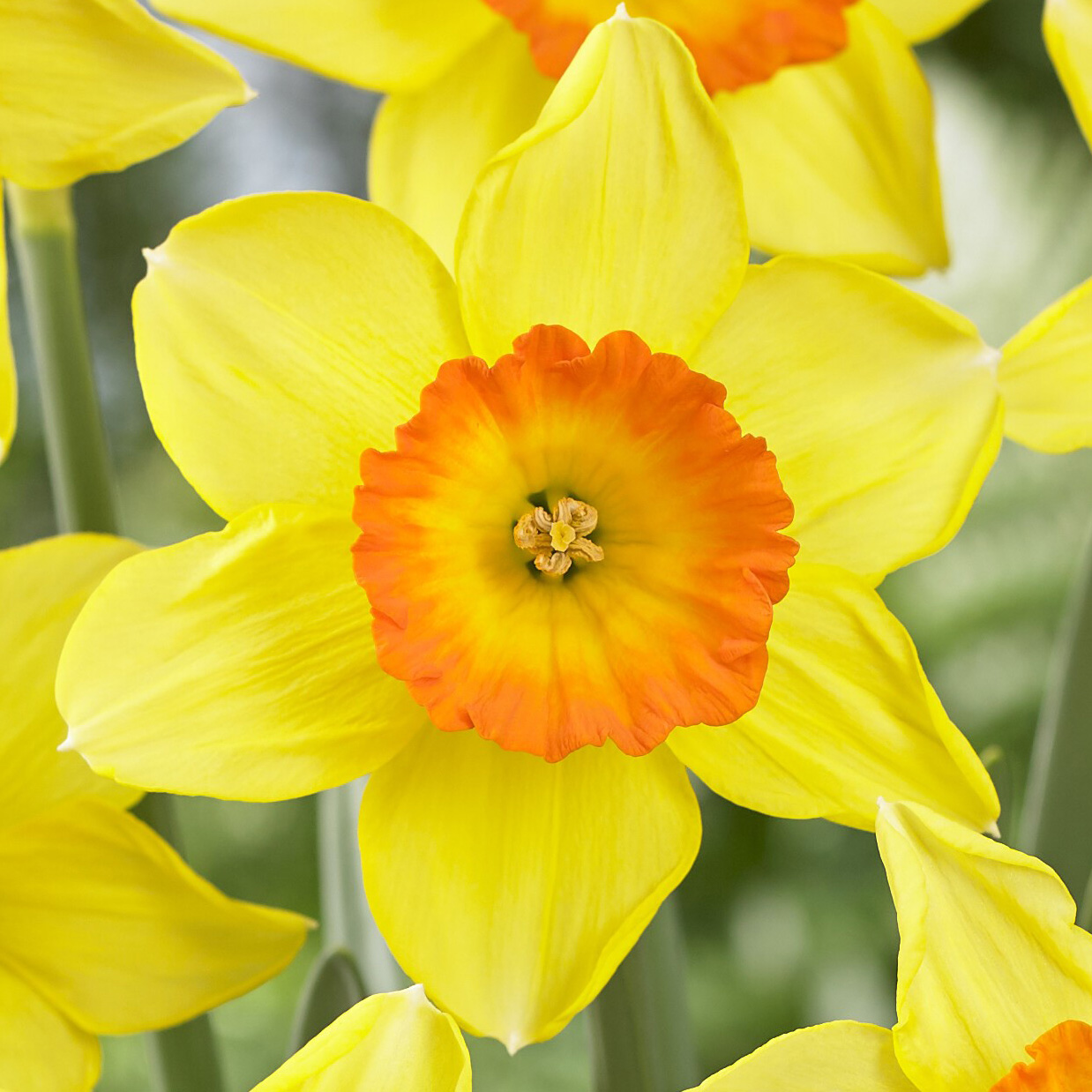 Daffodil Love Day Daffodil Love Day