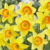 Daffodil Love Day