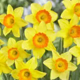 Daffodil Love Day Daffodil Love Day