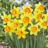 Daffodil Love Day Pkdaflda 2025 - Garden Express Australia