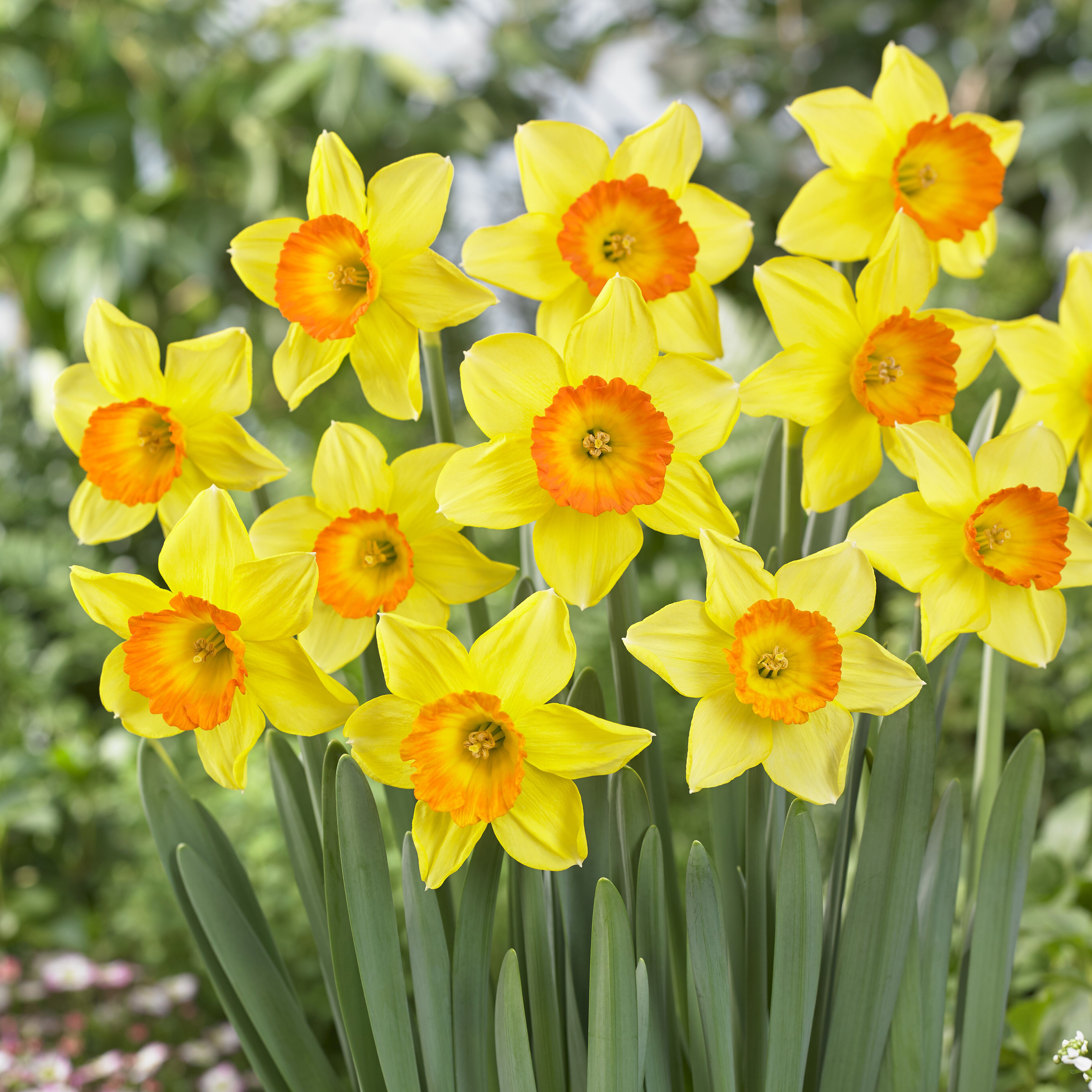 Daffodil Love Day Daffodil Love Day