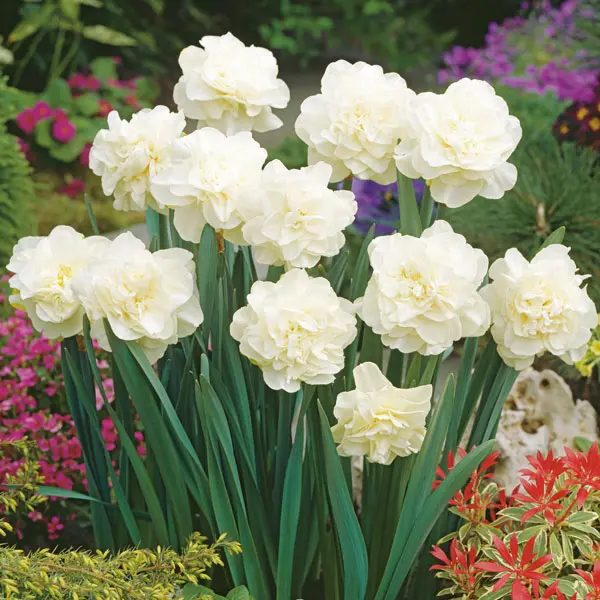 Daffodil Obdam Daffodil Obdam