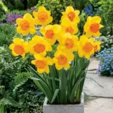 Daffodil Pimpernel 2 Pkdafpmp 2025 - Garden Express Australia