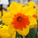 Daffodil Pimpernel
