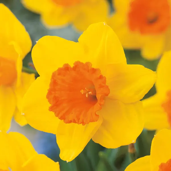 Daffodil Pimpernel Daffodil Pimpernel