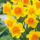 Daffodil Pimpernel Daffodil Pimpernel