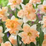 Daffodil Walz Pkdafwal 2 - Garden Express Australia