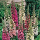 Digitalis Foxy Mixed Foxgloves P68digfox - Garden Express Australia