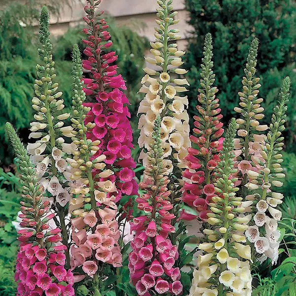 Digitalis Foxy Mixed Foxgloves