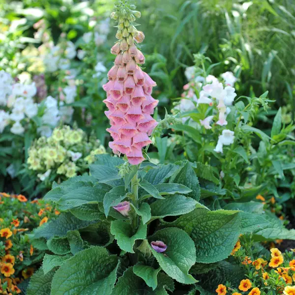 Digitalis Strawberry Foxglove