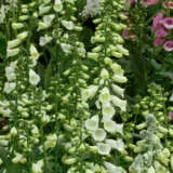 Digitalis White Foxglove P68digwhi - Garden Express Australia