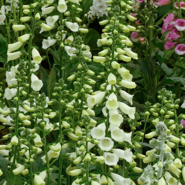 Digitalis White Foxglove Digitalis White Foxglove