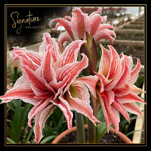 Hippeastrum Doublet In Van Berkel Tin Hippeastrum Doublet In Van Berkel Tin
