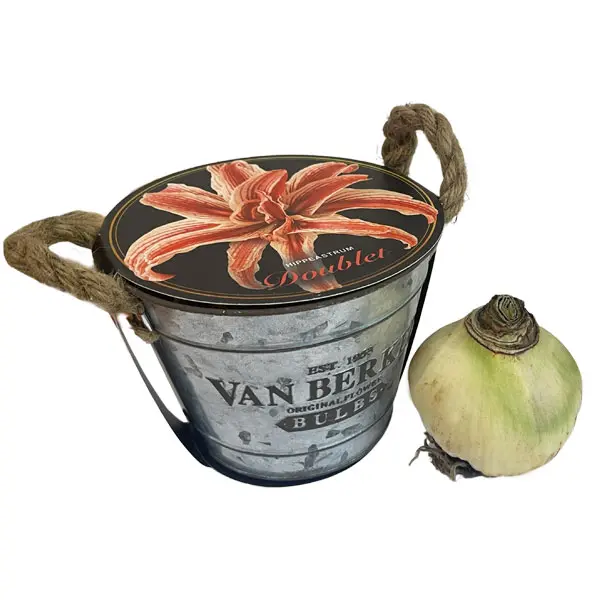 Hippeastrum Doublet In Van Berkel Tin Hippeastrum Doublet In Van Berkel Tin