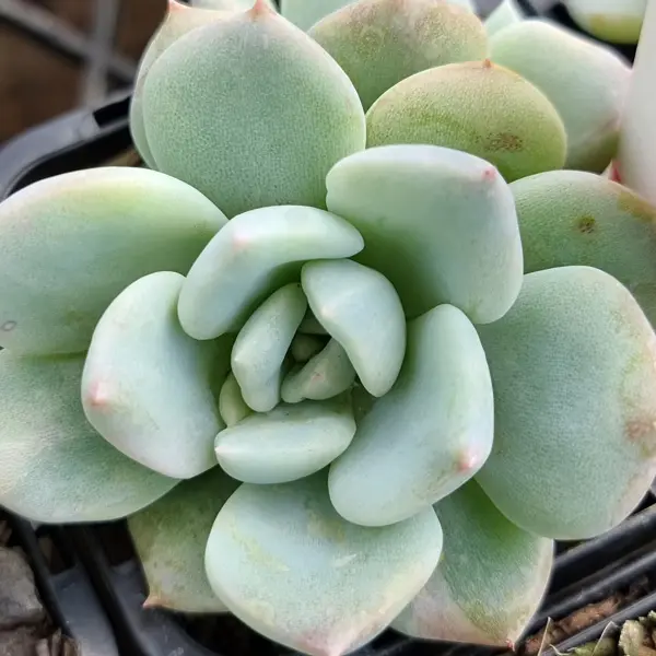 Echeveria Ghost Echeveria Ghost