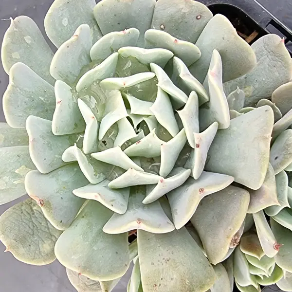 Echeveria Pinwheel Revolution