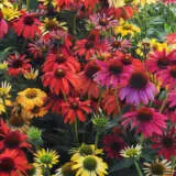 Echinacea Cheyenne Spirit Mixed P68echcsp - Garden Express Australia