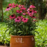 Echinacea Pow Wow Wildberry P68echpww - Garden Express Australia