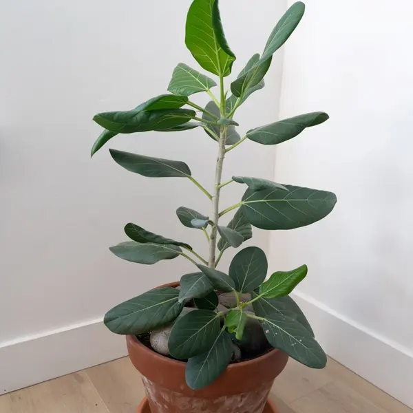 Ficus Audrey