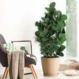 Ficus Fiddleleaf Fig - Garden Express Australia