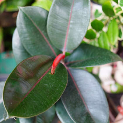 Ficus Robusta P10ficrob - Garden Express Australia