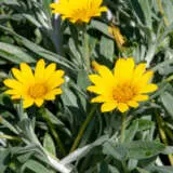 Gazania Buccaneer P68gazbuc - Garden Express Australia