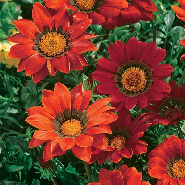 Gazania Gazoo Red Gazania Gazoo Red