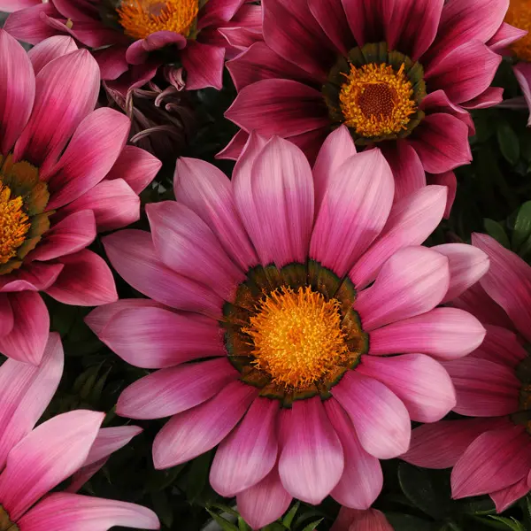Gazania New Day Pink Shades Gazania New Day Pink Shades