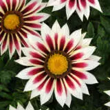 Gazania New Day Rose Stripe P68gazndr - Garden Express Australia