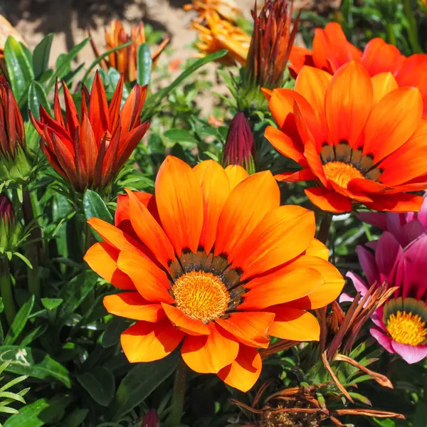 Gazania Orange