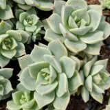 Graptoveria Titubans P68gratit - Garden Express Australia