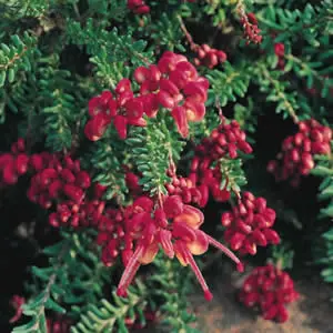 A Guide To Growing Australian Natives Grevillea Lanigera - Garden Express Australia
