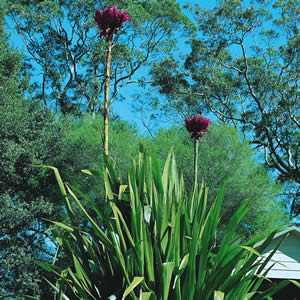 Gymea Lily