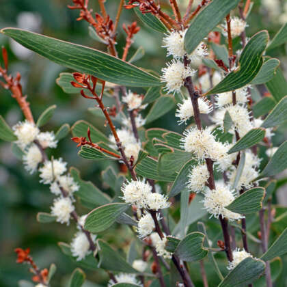 Hakea Dactyloides Garden Express