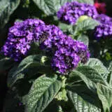 Heliotrope Cherry Pie P10helcpi - Garden Express Australia