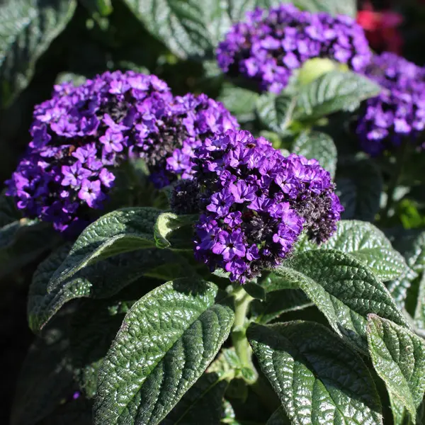 Heliotrope Cherry Pie