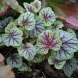 Heuchera Marvelous Marble P68heumma - Garden Express Australia