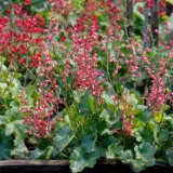 Heuchera Ruby Bells P68heurbe - Garden Express Australia