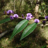 Hovea Purple Pea Flower