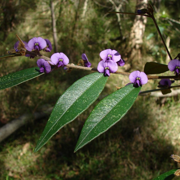 Hovea Purple Pea Flower