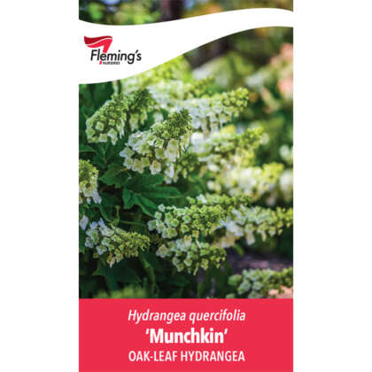 Hydrangea Munchkin P20hydmun - Garden Express Australia