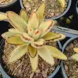 Kalanchoe Pussy Cat Ears P100kalpca - Garden Express Australia