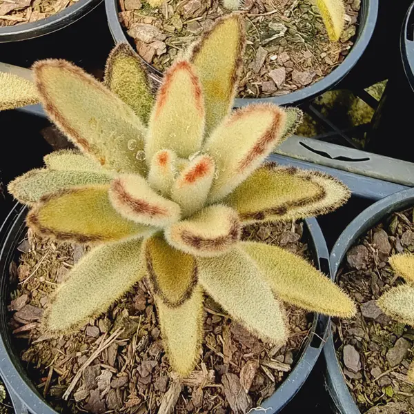 Kalanchoe Pussy-cat Ears