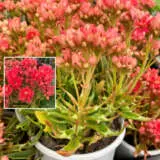 Kalanchoe Tarantula P13kaltar - Garden Express Australia