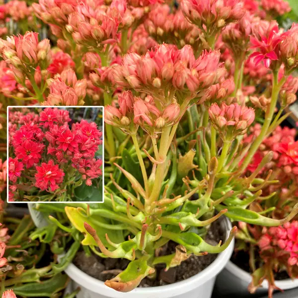 Kalanchoe Tarantula Kalanchoe Tarantula