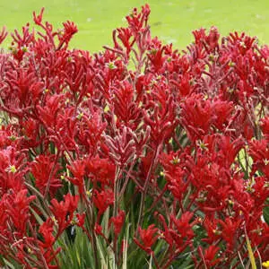 Kangaroo Paw Colours And Varieties Kangaroo Paw Red Lpokpabre - Garden Express Australia