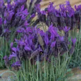 Lavender Javelin Deep Purple Coll Collavjdp - Garden Express Australia