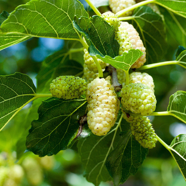 Mulberry White – Treeling