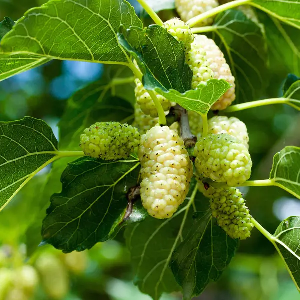 Mulberry White – Treeling