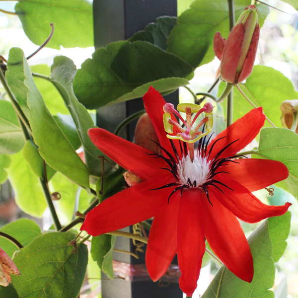 Passiflora Red Passion Flower Garden Express